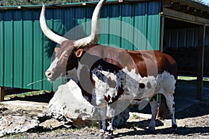 Ankole Watusi Cattle