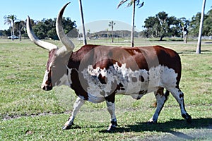 Ankole Watusi Cattle