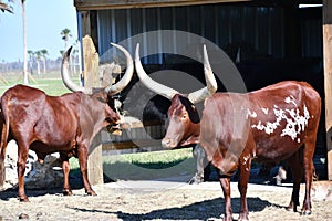 Ankole Watusi Cattle