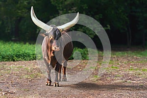 Ankole-Watusi Cattle or African Longhorn