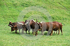 Ankole Watusi Cattle, bos primigenius taurus, Herd standing on Grass, Bull with Females