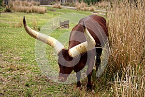 Ankole or Watusi Cattle