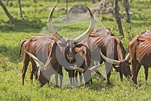 Ganado en llanuras 