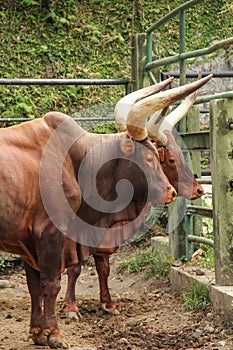 Ankole watusi cow facing right from side view