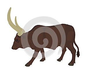 Ankole Watusi cow vector illustration isolated on white background. Bos Taurus. Long horn cow. African bull.