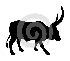 Ankole Watusi cow vector silhouette isolated on white background. Bos Taurus. Long horn cow. African bull.