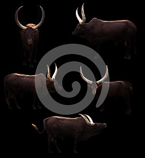 Ankole watusi in dark background photo