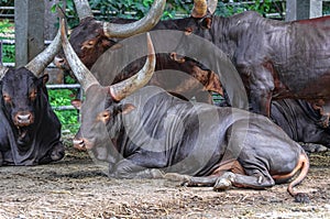 The Ankole Watusi