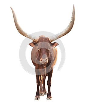 Ankole watusi isolated on white background