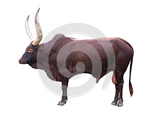 Ankole watusi isolated on white background