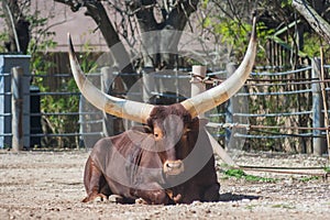 Ankole-Watusi longhorn bull from Africa