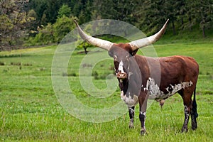 Ankole Watusi Longhorn cow in green pasture