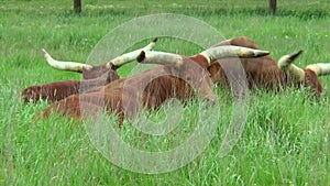 Ankole-Watusi Lying in grass. Visible big horns