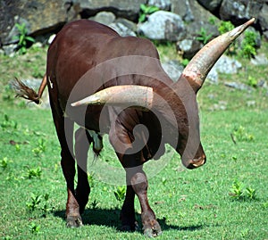 Ankole-Watusi is a modern American breed