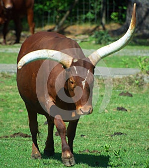 Ankole-Watusi is a modern American breed