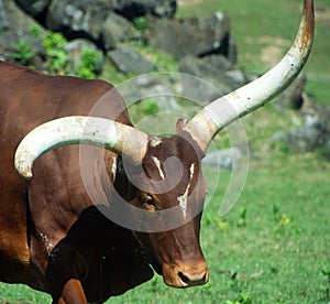 Ankole-Watusi is a modern American breed