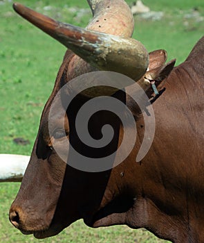 Ankole-Watusi is a modern American breed