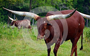 Ankole-Watusi is a modern American breed of domestic cattle.