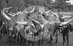Ankole-Watusi is a modern American breed of domestic cattle