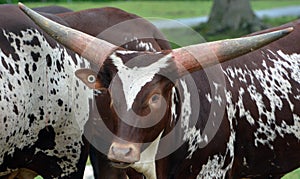 Ankole-Watusi is a modern American breed of domestic cattle.