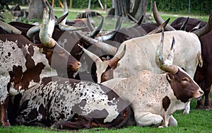 Ankole-Watusi is a modern American breed of domestic cattle.