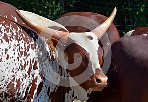 Ankole-Watusi is a modern American breed of domestic cattle.