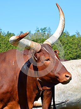 Ankole-Watusi is a modern American breed of domestic cattle.