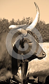 Ankole-Watusi is a modern American breed of domestic cattle.