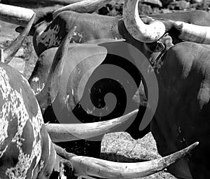 Ankole-Watusi is a modern American breed of domestic cattle.