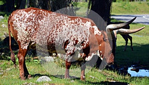 Ankole-Watusi is a modern American breed of domestic cattle.