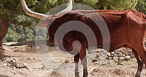 Ankole-Watusi, Watusi with large horns walking through a rocky area in coniferous forest, slow motion 120 fps