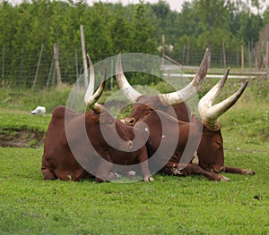 Ankole-watussi buffalo