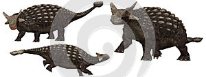 Ankylosaurus photo