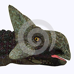 Ankylosaurus Dinosaur Head
