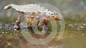 Ankylosaurus is a herbivore genus of armored dinosaur