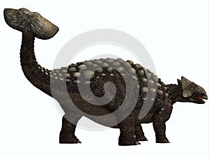 Ankylosaurus on White photo