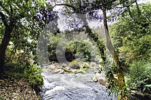 Anllons river with a strong current and many rocks in the channel in an oak forest with the trunk covered with ivy in Galicia, Sp