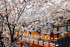 Anmyeonam temple and cherry blossoms in Anmyeondo Island in Taean, Korea