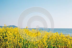 Anmyeondo Ggotji Beach with yellow rape flower field in Taean, Korea