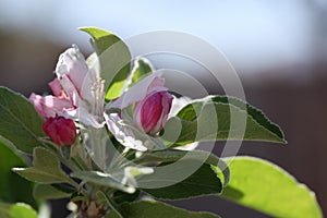 Anna Apple Blossom photo