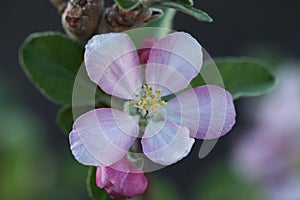 Anna Apple Blossom photo