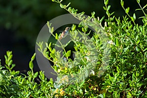 Anna Humming bird dwarfed by Honeysuckle Plant