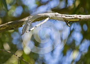 Anna Hummingbird Calypte anna