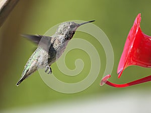 Anna Hummingbird feeding on the fly from the feeder