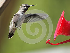 Anna Hummingbird feeding on the fly from the feeder