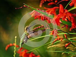 Anna Hummingbird feeding from red crocosmia flowers