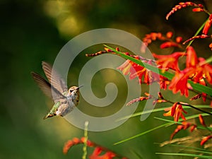 Anna Hummingbird feeding from red crocosmia flowers