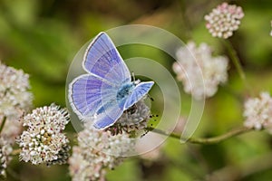 Anna's Blue (Plebejus anna) butterfly sitting on a Seaside Buckwheat (Eriogonum latifolium) wildflower, Marin Headlands, San