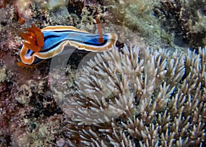 Anna`s Chromodoris Chromodoris annae