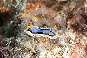 Anna\'s Chromodoris Chromodoris annae